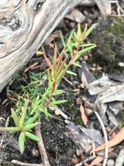 Leucopogon australis