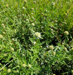 Spermacoce verticillata