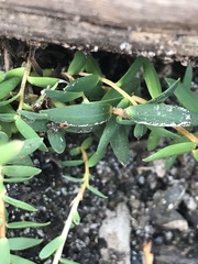 Leucopogon australis