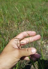 Poaceae
