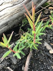Leucopogon australis