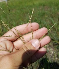 Poaceae