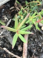 Leucopogon australis