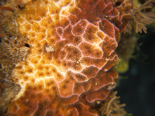 Psammocora profundacella observed 2026-06-10