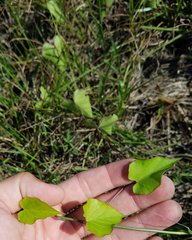 Ipomoea