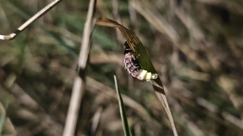 European Glow-worm
