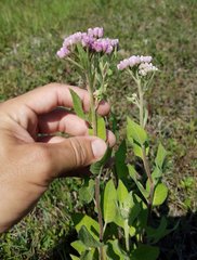 Pluchea odorata