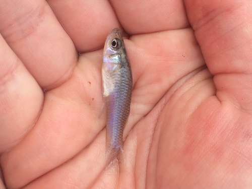 Bahama gambusia (Gambusia manni) — Poeciliidae — 5