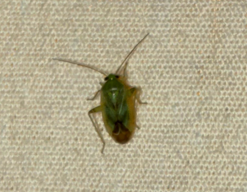 Broken-backed Bug