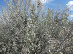 Artemisia tridentata tridentata