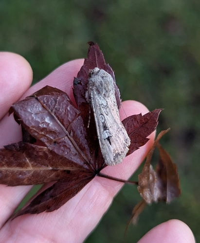 Bogong Moth