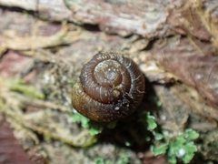 Discus whitneyi