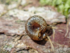 Discus whitneyi