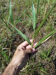 Poaceae