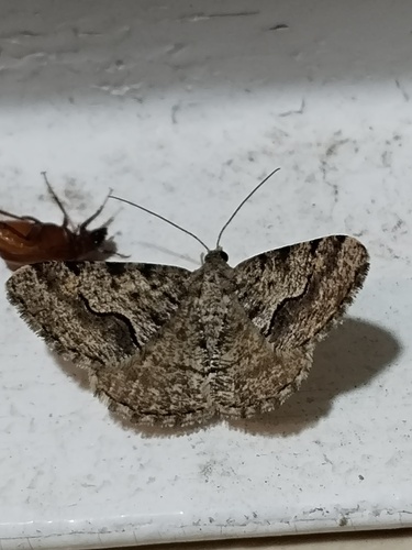 Polilla del Mesquite