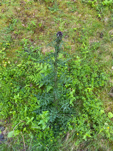 Marsh Thistle
