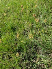 Cyperus