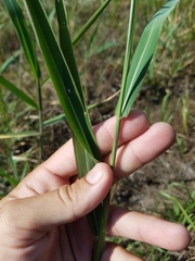 Poaceae