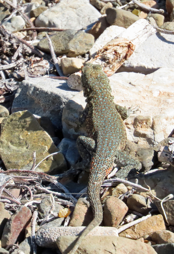 iNaturalist observation photo of Common Side-blotched Lizard
