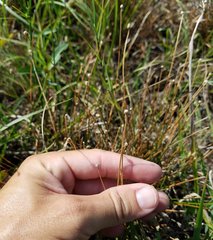 Eleocharis geniculata