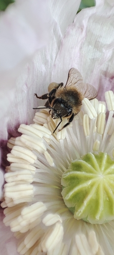 Western Honey Bee