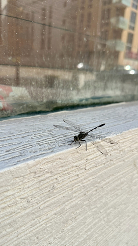Slender Skimmer