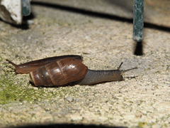 Geomalacus anguiformis