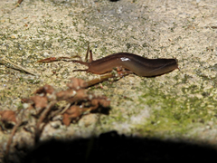 Geomalacus anguiformis