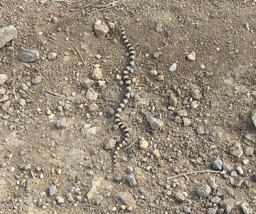 Ground Snake