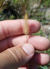 Setaria