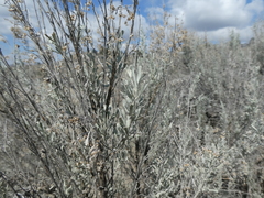 Artemisia tridentata tridentata