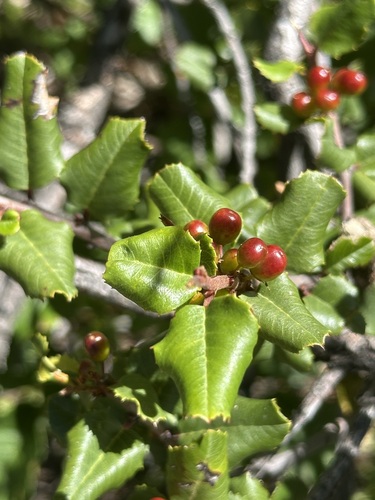 iNaturalist observation photo of hollyleaf redberry