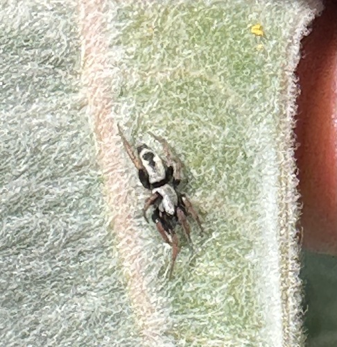 iNaturalist observation photo of Sergiolus
