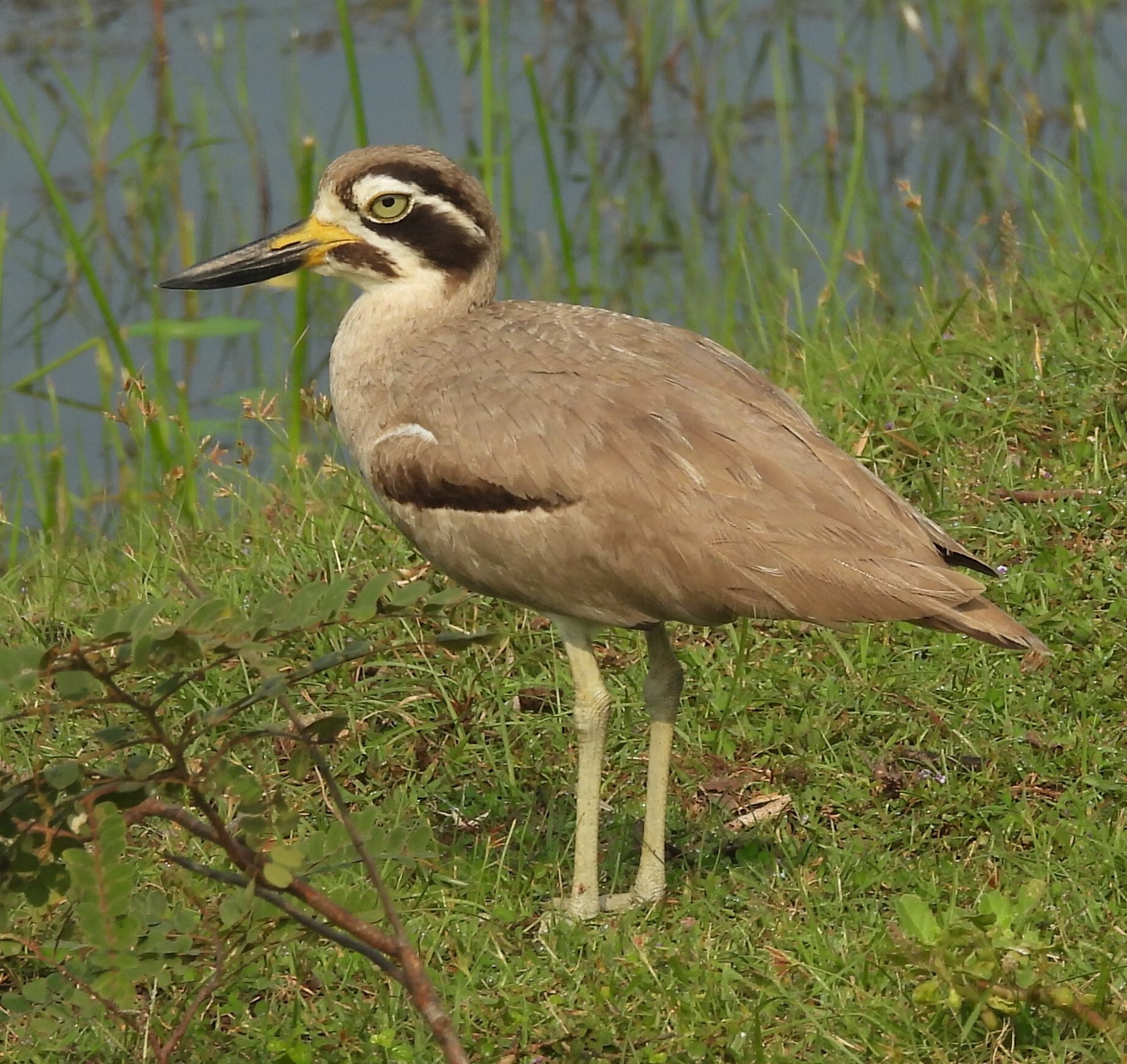 Great Stone-curlew (Esacus recurvirostris), photo 8