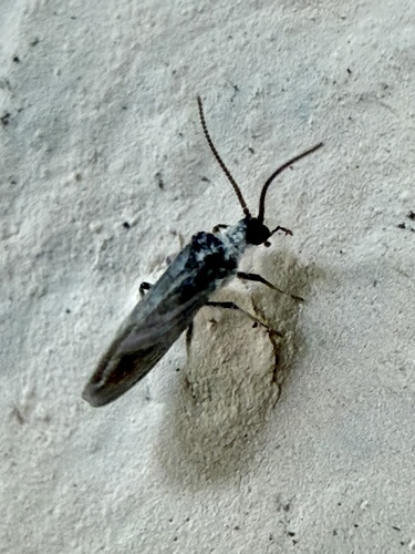 Semidalis