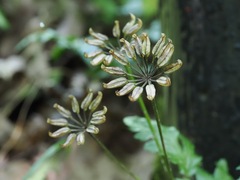 Coptis japonica