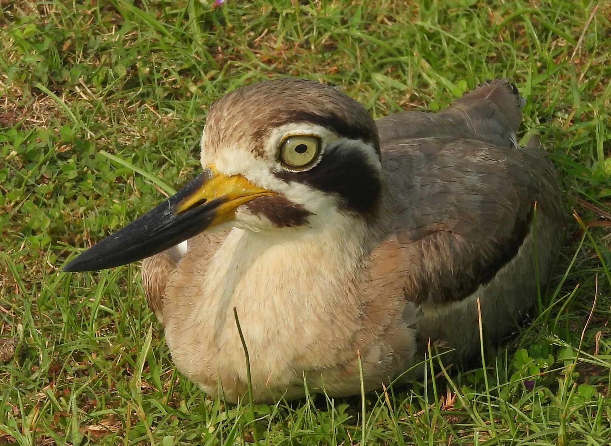 Great Stone-curlew (Esacus recurvirostris), photo 9