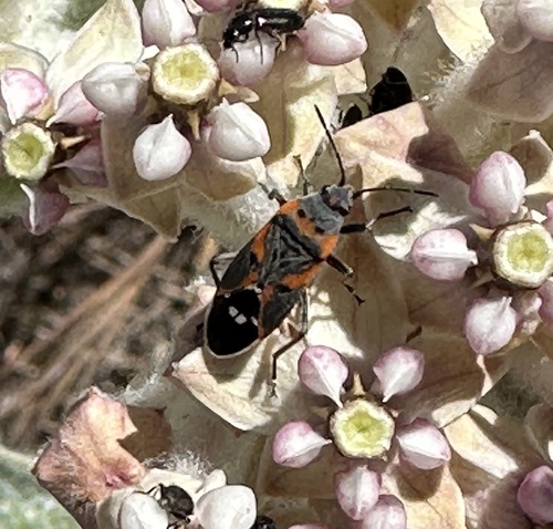 iNaturalist observation photo of Small Milkweed Bug