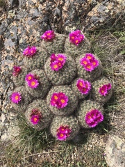 Pediocactus nigrispinus