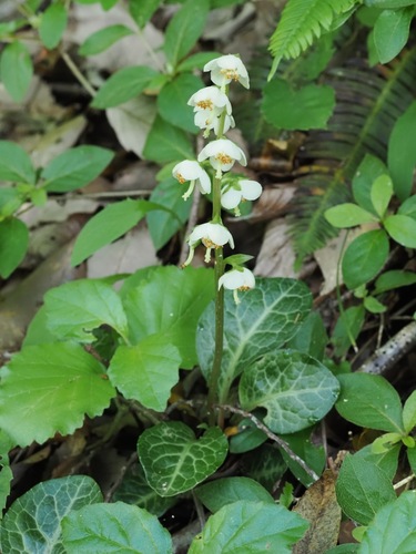 Pyrola japonica (Pyrola japonica)