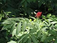 Sambucus sieboldiana