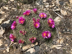 Pediocactus nigrispinus