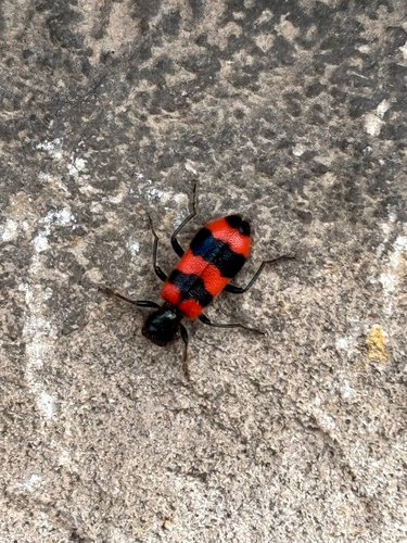 Bee-eating Beetle