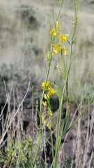 Sisymbrium linifolium