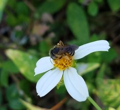 Halictus poeyi
