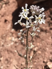 Thelypodiopsis elegans