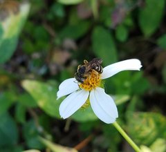Halictus poeyi