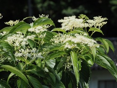 Cornus macrophylla, photograph ITÔ, Hiroki, CC BY, iNaturalist via GBIF
