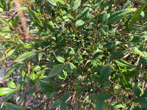 Heavenly bamboo