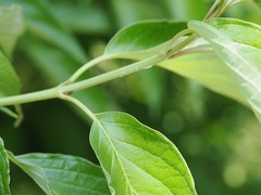 Cornus macrophylla, photograph ITÔ, Hiroki, CC BY, iNaturalist via GBIF